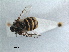  (Ogcodes zonatus - RMNH.INS.1531167)  @11 [ ] by-nc-sa (2023) Unspecified Naturalis Biodiversity Centre