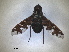  ( - RMNH.INS.1531170)  @11 [ ] by-nc-sa (2023) Unspecified Naturalis Biodiversity Centre