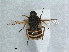  ( - RMNH.INS.1531175)  @11 [ ] by-nc-sa (2023) Unspecified Naturalis Biodiversity Centre
