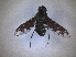  ( - RMNH.INS.1531178)  @11 [ ] by-nc-sa (2023) Unspecified Naturalis Biodiversity Centre