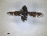  ( - RMNH.INS.1531186)  @11 [ ] by-nc-sa (2023) Unspecified Naturalis Biodiversity Centre
