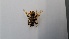  ( - RMNH.INS.1531192)  @11 [ ] by-nc-sa (2023) Unspecified Naturalis Biodiversity Centre