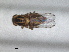  ( - RMNH.INS.1531197)  @11 [ ] by-nc-sa (2023) Unspecified Naturalis Biodiversity Centre