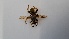  ( - RMNH.INS.1531200)  @11 [ ] by-nc-sa (2023) Unspecified Naturalis Biodiversity Centre