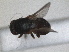  ( - RMNH.INS.1531219)  @11 [ ] by-nc-sa (2023) Unspecified Naturalis Biodiversity Centre