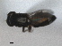  ( - RMNH.INS.1531222)  @11 [ ] by-nc-sa (2023) Unspecified Naturalis Biodiversity Centre