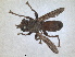 ( - RMNH.INS.1531236)  @11 [ ] by-nc-sa (2023) Unspecified Naturalis Biodiversity Centre