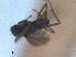  ( - RMNH.INS.1531245)  @11 [ ] by-nc-sa (2023) Unspecified Naturalis Biodiversity Centre