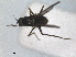  ( - RMNH.INS.1531251)  @11 [ ] by-nc-sa (2023) Unspecified Naturalis Biodiversity Centre