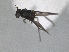  ( - RMNH.INS.1531252)  @11 [ ] by-nc-sa (2023) Unspecified Naturalis Biodiversity Centre