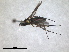  ( - RMNH.INS.1531256)  @11 [ ] by-nc-sa (2023) Unspecified Naturalis Biodiversity Centre