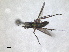  ( - RMNH.INS.1531258)  @11 [ ] by-nc-sa (2023) Unspecified Naturalis Biodiversity Centre