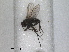  ( - RMNH.INS.1531271)  @11 [ ] by-nc-sa (2023) Unspecified Naturalis Biodiversity Centre
