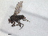  ( - RMNH.INS.1531272)  @11 [ ] by-nc-sa (2023) Unspecified Naturalis Biodiversity Centre