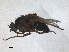  (Muscidideicus - RMNH.INS.1531274)  @11 [ ] by-nc-sa (2023) Unspecified Naturalis Biodiversity Centre