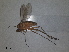  ( - RMNH.INS.1531294)  @11 [ ] by-nc-sa (2023) Unspecified Naturalis Biodiversity Centre