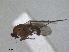  ( - RMNH.INS.1531295)  @11 [ ] by-nc-sa (2023) Unspecified Naturalis Biodiversity Centre
