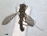  (Sciapus contristans - RMNH.INS.1531299)  @11 [ ] by-nc-sa (2023) Unspecified Naturalis Biodiversity Centre