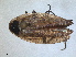  ( - RMNH.INS.1531428)  @11 [ ] by-nc-sa (2023) Unspecified Naturalis Biodiversity Centre