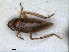  ( - RMNH.INS.1531457)  @11 [ ] by-nc-sa (2023) Unspecified Naturalis Biodiversity Centre