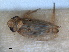 ( - RMNH.INS.1531458)  @11 [ ] by-nc-sa (2023) Unspecified Naturalis Biodiversity Centre