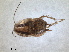  (Phyllodromica brullei - RMNH.INS.1531476)  @11 [ ] by-nc-sa (2023) Unspecified Naturalis Biodiversity Centre