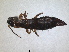  ( - RMNH.INS.1531485)  @11 [ ] by-nc-sa (2023) Unspecified Naturalis Biodiversity Centre