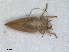  (Cacopsylla parvipennis - RMNH.INS.1531488)  @11 [ ] by-nc-sa (2023) Unspecified Naturalis Biodiversity Centre