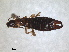  ( - RMNH.INS.1531494)  @11 [ ] by-nc-sa (2023) Unspecified Naturalis Biodiversity Centre