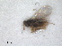  ( - RMNH.INS.1531503)  @11 [ ] by-nc-sa (2024) Unspecified Naturalis Biodiversity Centre