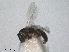  ( - RMNH.INS.1531509)  @11 [ ] by-nc-sa (2024) Unspecified Naturalis Biodiversity Centre