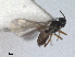  ( - RMNH.INS.1531534)  @11 [ ] by-nc-sa (2024) Unspecified Naturalis Biodiversity Centre