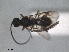  ( - RMNH.INS.1531543)  @11 [ ] by-nc-sa (2024) Unspecified Naturalis Biodiversity Centre