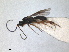  ( - RMNH.INS.1531544)  @11 [ ] by-nc-sa (2024) Unspecified Naturalis Biodiversity Centre