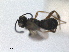  ( - RMNH.INS.1531546)  @11 [ ] by-nc-sa (2024) Unspecified Naturalis Biodiversity Centre