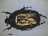  ( - RMNH.INS.1531594)  @11 [ ] by-nc-sa (2024) Unspecified Naturalis Biodiversity Centre