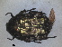  ( - RMNH.INS.1531595)  @11 [ ] by-nc-sa (2024) Unspecified Naturalis Biodiversity Centre