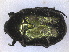  ( - RMNH.INS.1531596)  @11 [ ] by-nc-sa (2024) Unspecified Naturalis Biodiversity Centre