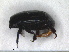  ( - RMNH.INS.1531605)  @11 [ ] by-nc-sa (2024) Unspecified Naturalis Biodiversity Centre