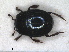  ( - RMNH.INS.1531606)  @11 [ ] by-nc-sa (2024) Unspecified Naturalis Biodiversity Centre