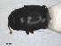  ( - RMNH.INS.1531626)  @11 [ ] by-nc-sa (2024) Unspecified Naturalis Biodiversity Centre