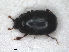  ( - RMNH.INS.1531627)  @11 [ ] by-nc-sa (2024) Unspecified Naturalis Biodiversity Centre