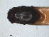  ( - RMNH.INS.1531628)  @11 [ ] by-nc-sa (2024) Unspecified Naturalis Biodiversity Centre