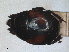  ( - RMNH.INS.1531639)  @11 [ ] by-nc-sa (2024) Unspecified Naturalis Biodiversity Centre