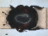  ( - RMNH.INS.1531640)  @11 [ ] by-nc-sa (2024) Unspecified Naturalis Biodiversity Centre