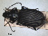  ( - RMNH.INS.1531666)  @11 [ ] by-nc-sa (2024) Unspecified Naturalis Biodiversity Centre