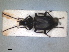  ( - RMNH.INS.1531667)  @11 [ ] by-nc-sa (2024) Unspecified Naturalis Biodiversity Centre