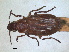  ( - RMNH.INS.1531669)  @11 [ ] by-nc-sa (2024) Unspecified Naturalis Biodiversity Centre