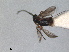  (Bracon tenuicornis - RMNH.INS.1531753)  @11 [ ] by-nc-sa (2024) Unspecified Naturalis Biodiversity Centre