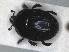  (Atholus scutellaris - RMNH.INS.1531772)  @11 [ ] by-nc-sa (2024) Unspecified Naturalis Biodiversity Centre